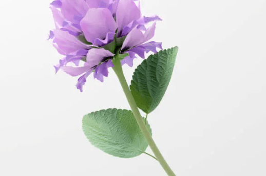 The Science Behind Bakuchiol: How This Plant-Based Ingredient Fights Aging - WINCLIN