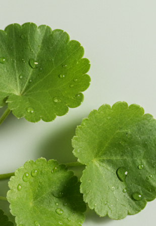 Centella Asiatica